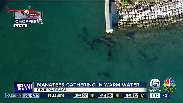 Manatees gather at FPL plant in Riviera Beach for warm water