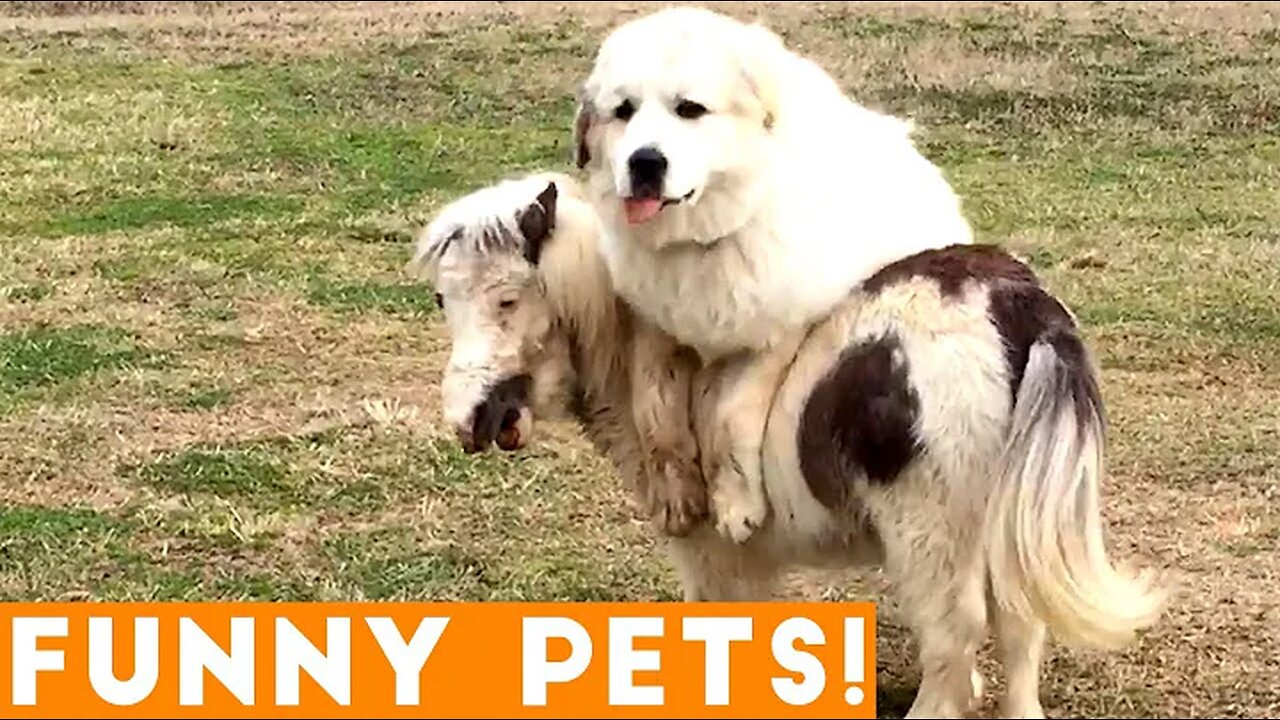 Funniest Pets of the Week Compilation March 2018 | Funny Pet Videos