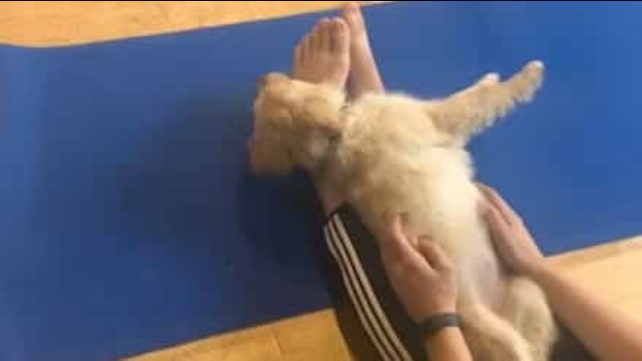 Quoi de mieux que le yoga ? Le yoga avec chiots !