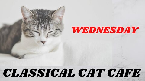 Relaxing classical music at CLASSICAL CAT CAFE WEDNESDAY