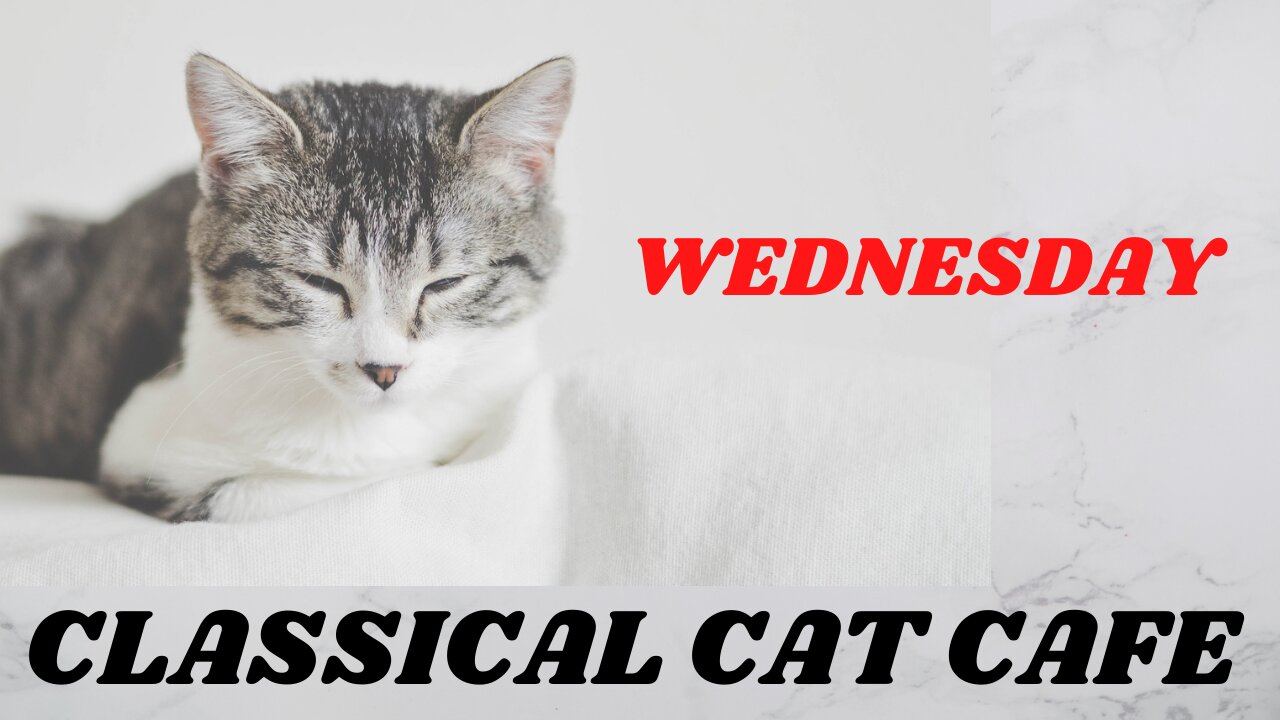 Relaxing classical music at CLASSICAL CAT CAFE WEDNESDAY