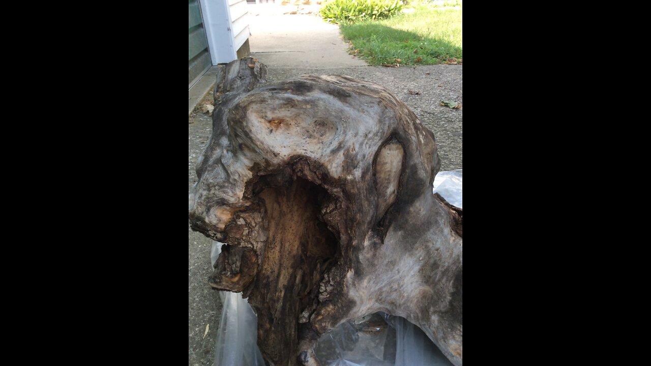 Root Burl