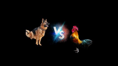 Dog vs Chicken Fight