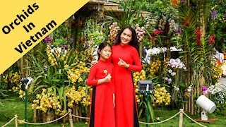 Orchids in Vietnam