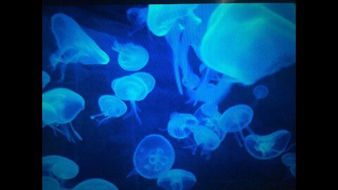 Calm Jellyfish