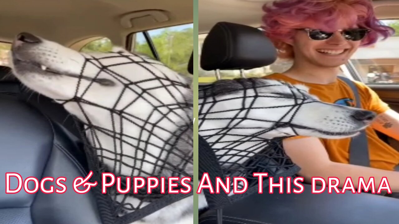 Stubborn Husky gives all her best to sit in the front seat