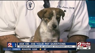 Ask Dr. Joe your pet questions