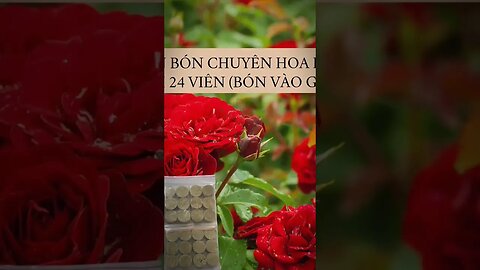 Tìm 20 anh chị test thử viên siêu hoa hồng giúp cây hoa hồng ra hoa liên tục #Shorts