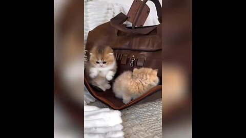 cat funny and cute video🐱😍