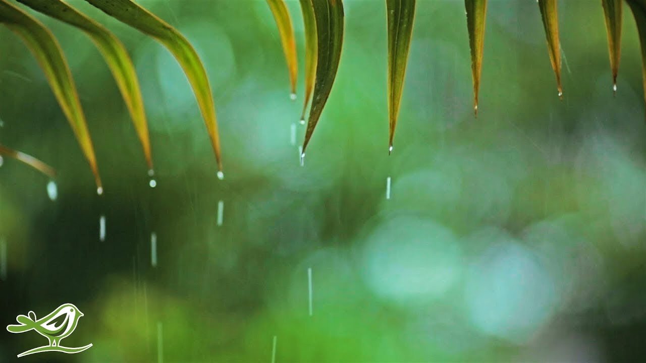 Relaxing Music & Soft Rain Sounds: Relaxing Piano Music, Sleep Music, Peaceful Music