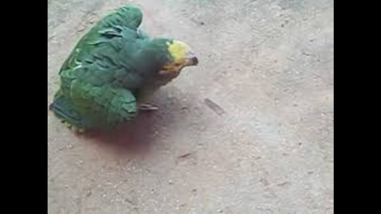 scared parrot woman, the parrot laugh kkkkk