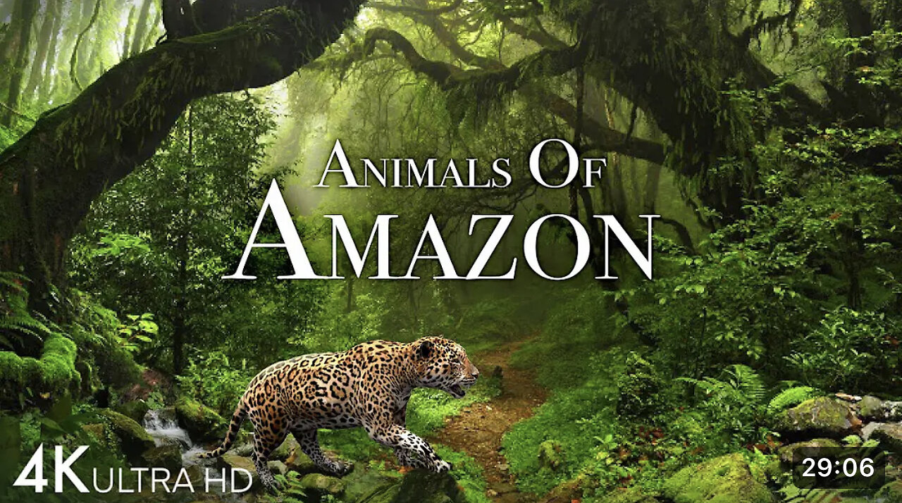 Animals of Amazon