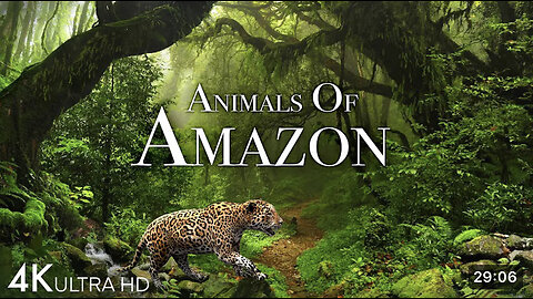 Animals of Amazon