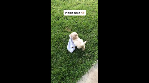 Cute puppy oganizing picnic