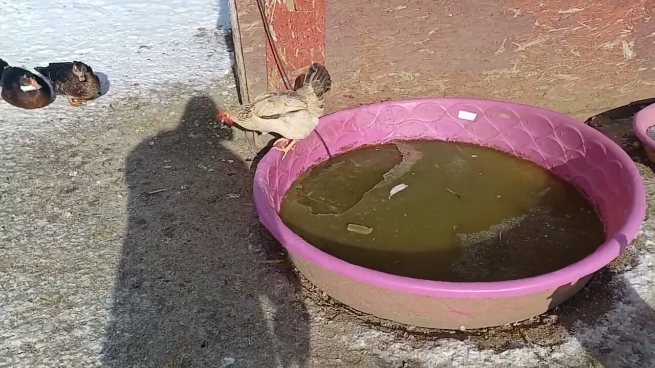 10°F Chickens and Ducks Sunbathing