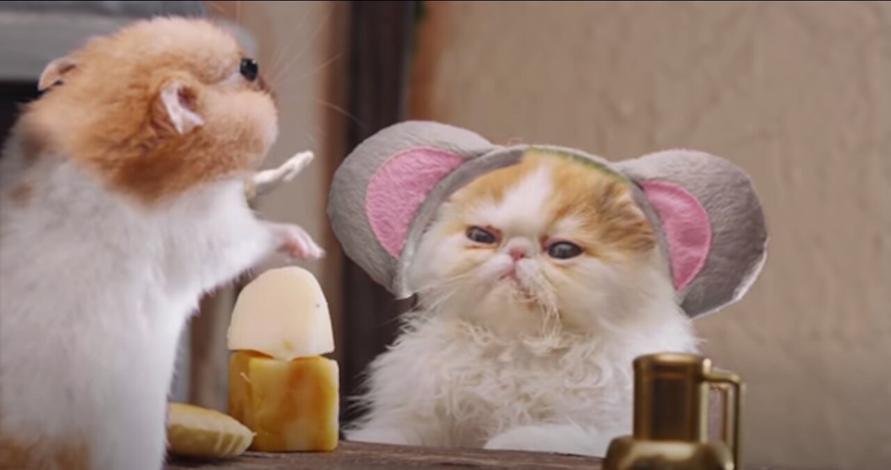 Viral: The Cat Raised by a Mouse