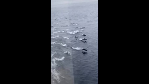 Over 100 dolphins swimming near the ferry