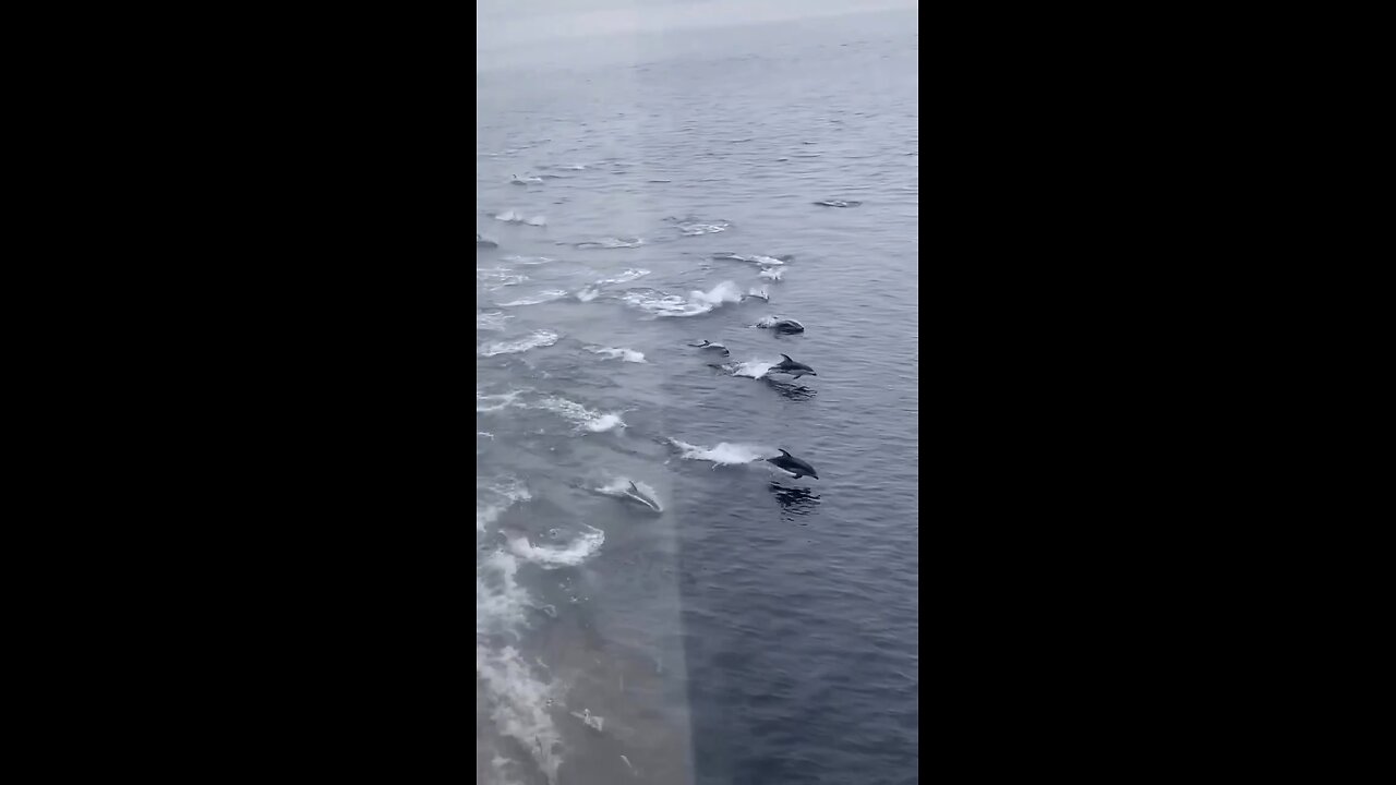 Over 100 dolphins swimming near the ferry