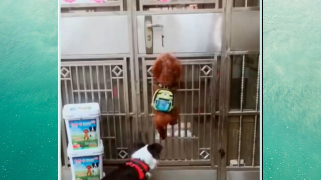 oh no my dog ran away