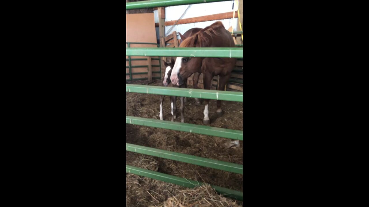 The time I took care of a pregnant momma and her baby. #Horses