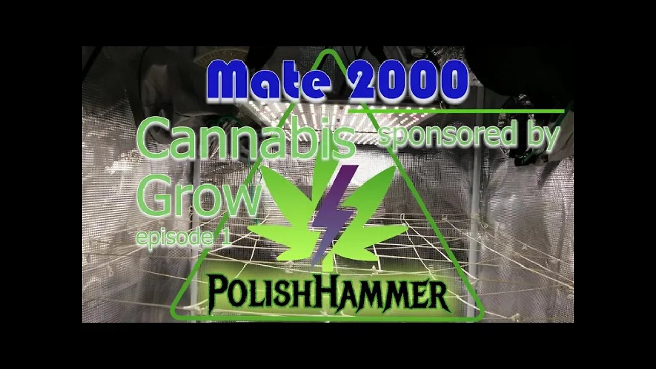 Pandvillow Mate 2000 Cannabis Grow Series Ep.1 Vegetate 🥴 #Pandvillow #LEDGROWLIGHT #MATE2000 🔨