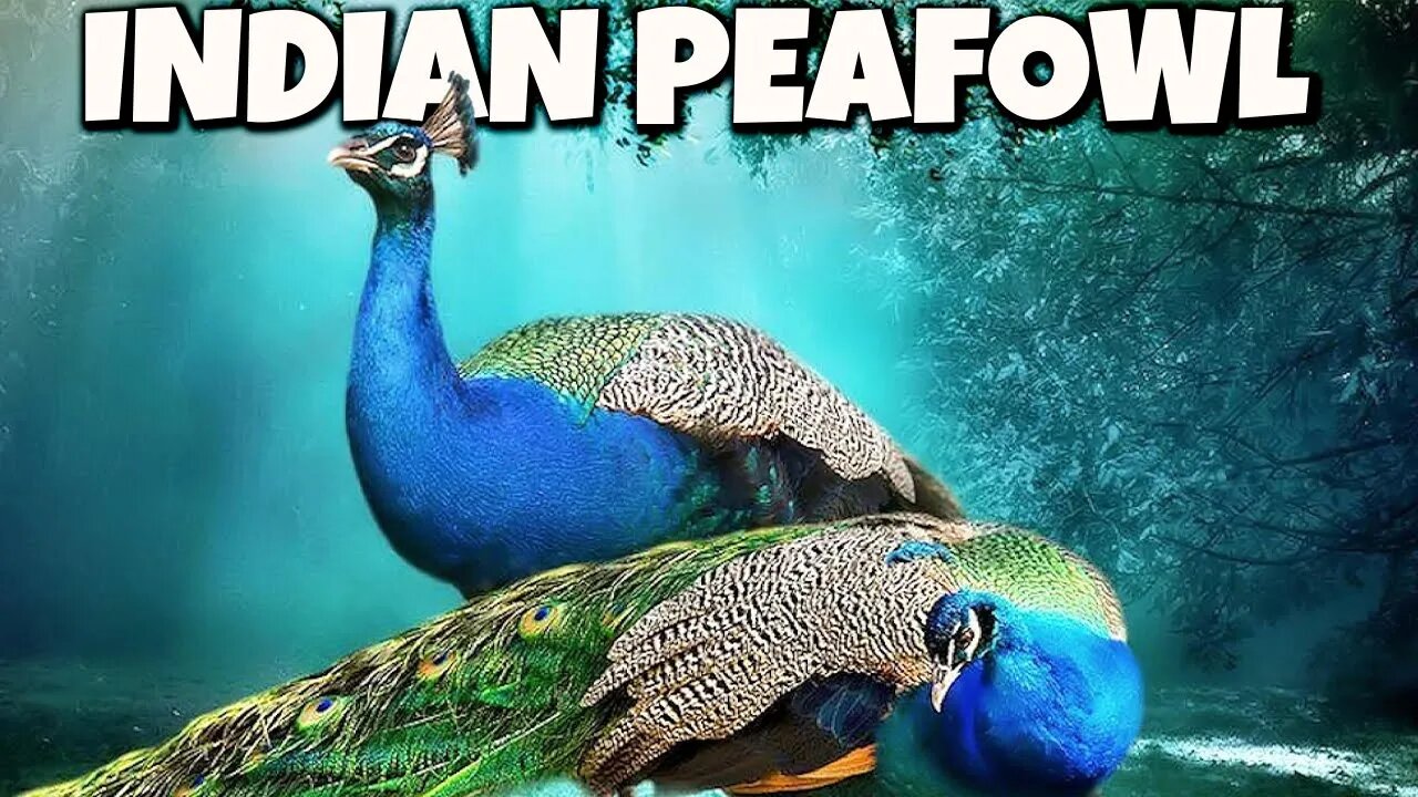 INDIA'S NATIONAL BIRD PEACOCK | AMAZING PEACOCK FACTS | THE LARGEST BIRDS THAT FLY