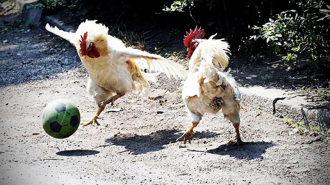 Basic Chickens | Funny Chicken Video Compilation 2022