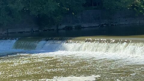 2021 Salmon run Humber River 66