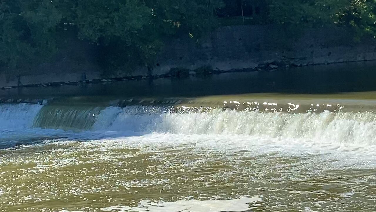 2021 Salmon run Humber River 66