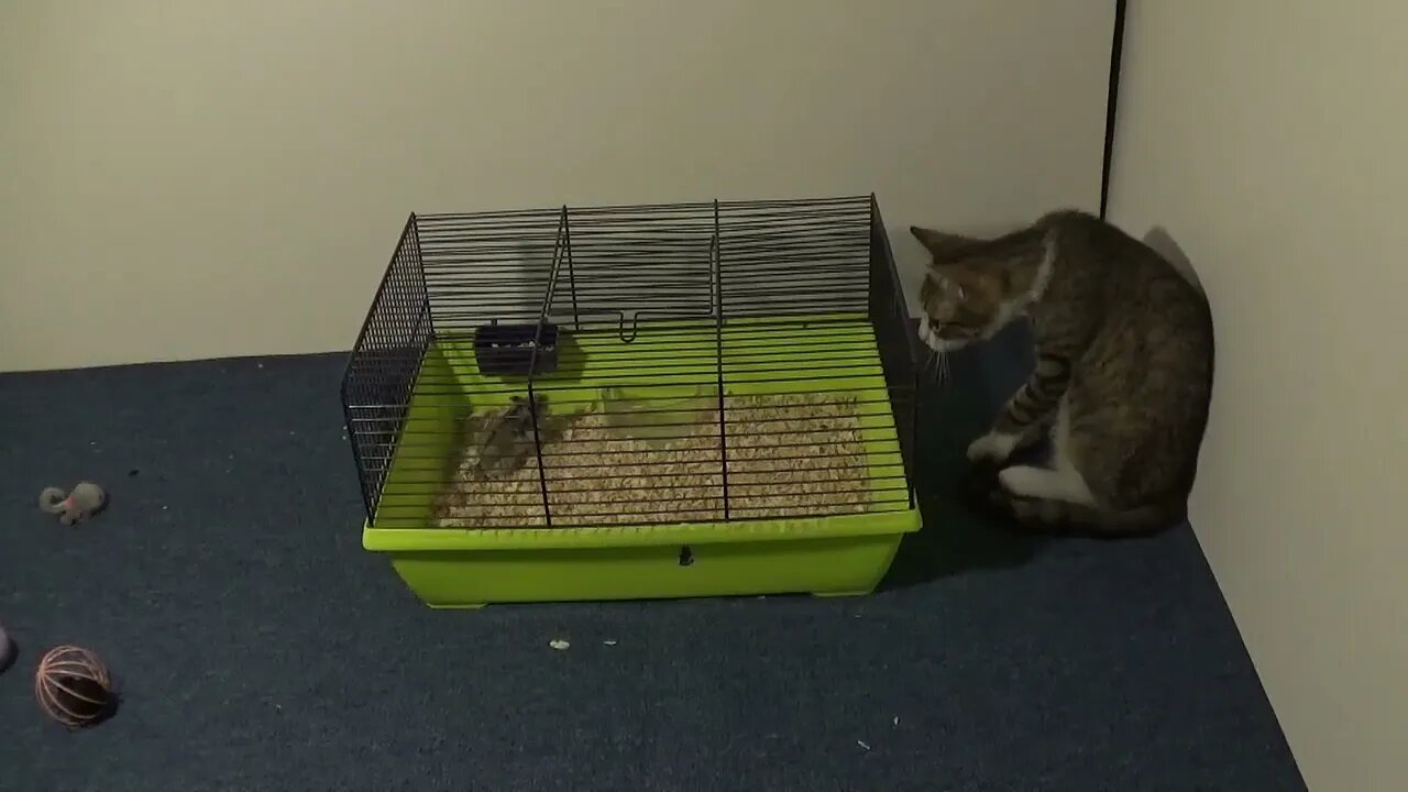 Cute Little Cat Loves Watching His Hamsters for Hours