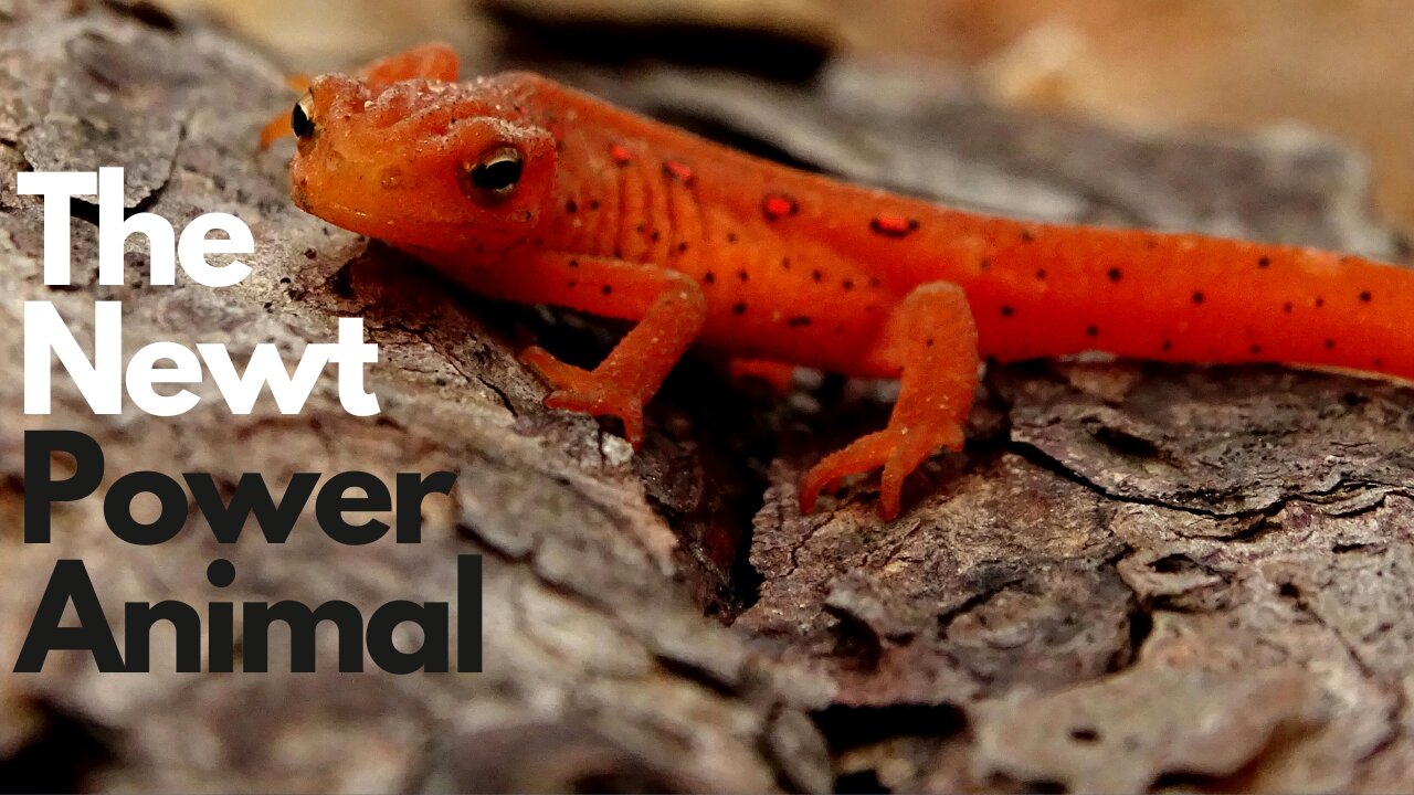 Newt Power Animal