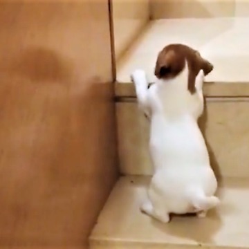 Puppy adorable struggles to conquer stairs