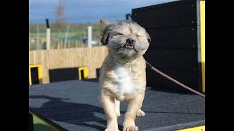 The faces of dogs on a stormy day