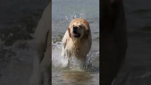 Dog in sea #shorts