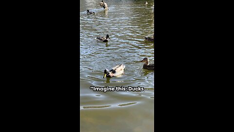 ducks