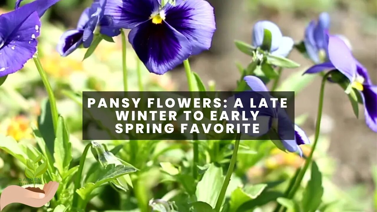 Pansy Flowers for the Late Winter or Early Spring