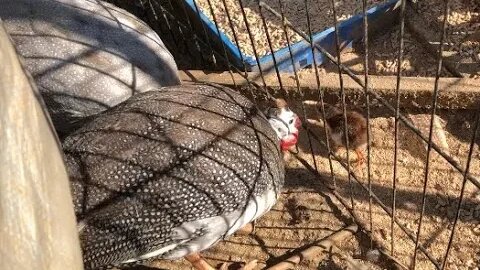 Baby Guinea fowl keet second day off the nest with the flock - guest appearance Slinky the dog