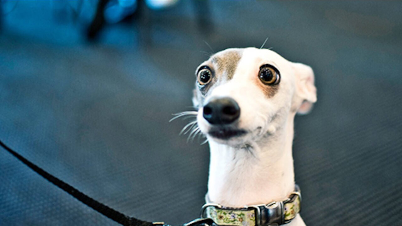 Funny E animals Try not to laugh