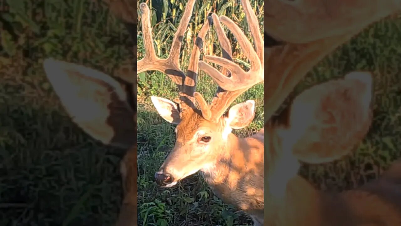 Summer Glory #uno #shorts #deer #deerhunting