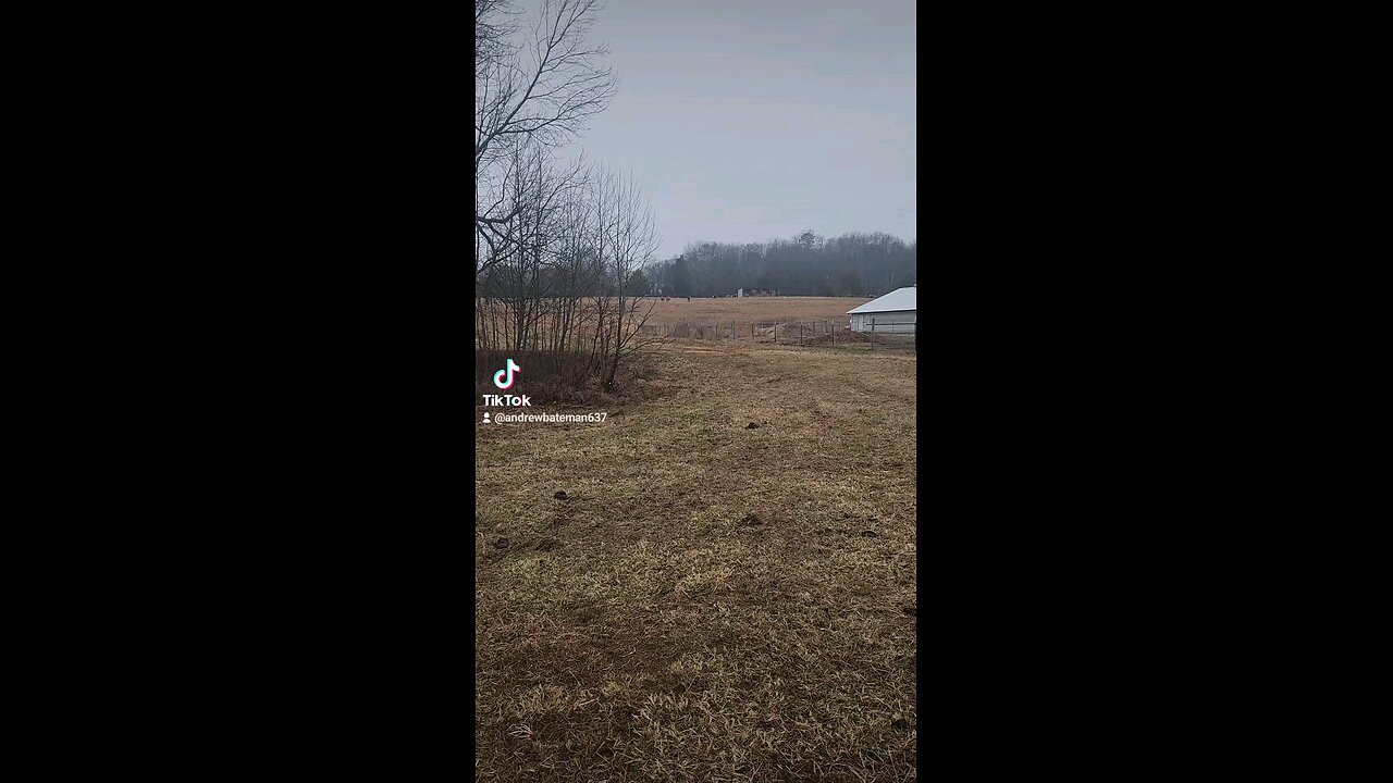 Happy cows and calves.