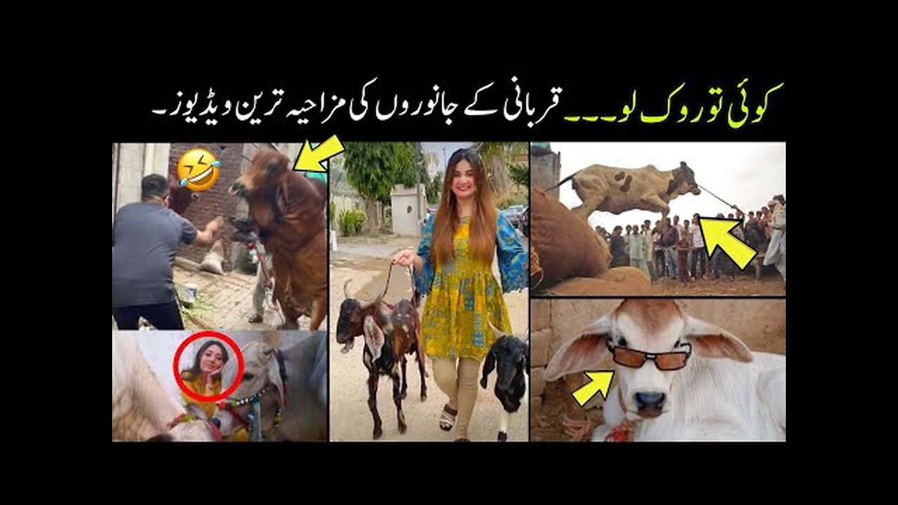 Most Funny Moments Of Qurbani Animals 😅 -part:-2nd | Eid UL Adha 2024 funny videos 😜