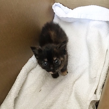 Kitty cat goes bananas for hummingbirds in slow motion!