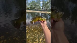 Peacock bass on the crank bait