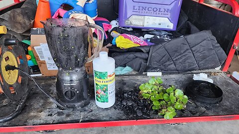 Biochar margarita, treat your plants right . My simple to fertilizers and spread biochar around