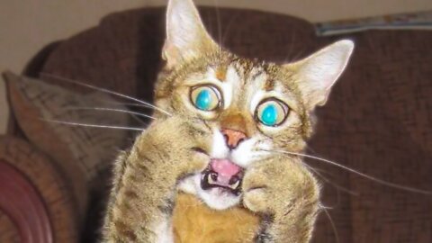 Best Funny Videos Of Cats And Dogs 2021 🐶😹 - Funny Animals Compilation 😂