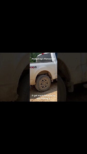 Norman had to go to the vet #hedgehogshomestead