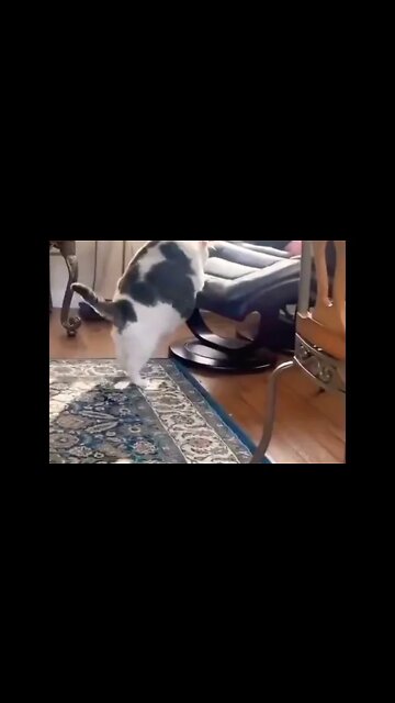 Nobody should let their cat get this big😢