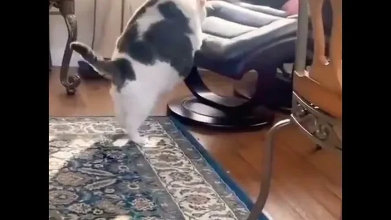 Nobody should let their cat get this big😢