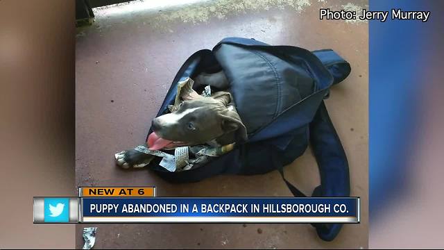 Puppy stuffed in backpack, abandoned in Tampa