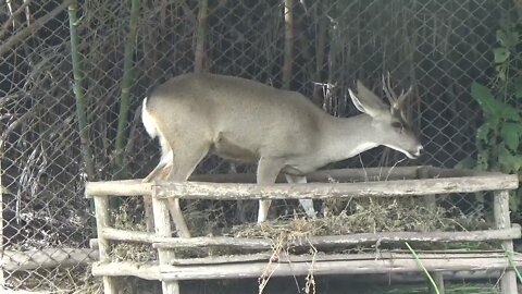 Deer (Taruca) eating straw